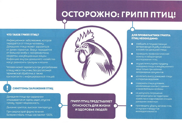 Осторожно грипп птиц!. Осторожно грипп птиц!.