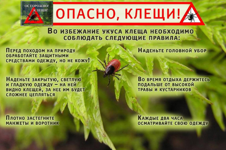 Памятка для населения ОСТОРОЖНО – КЛЕЩИ!. Памятка для населения ОСТОРОЖНО – КЛЕЩИ!.