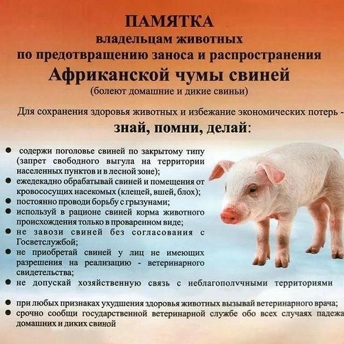 ПАМЯТКА НАСЕЛЕНИЮ. АФРИКАНСКАЯ ЧУМА СВИНЕЙ.. ПАМЯТКА НАСЕЛЕНИЮ. АФРИКАНСКАЯ ЧУМА СВИНЕЙ..