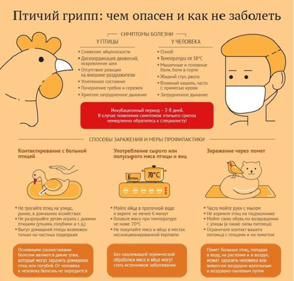 Грипп птиц — острая инфекционная, особо опасная болезнь, передаваемая человеку от животных, возбудителем которой является вирус типа А.. Грипп птиц — острая инфекционная, особо опасная болезнь, передаваемая человеку от животных, возбудителем которой является вирус типа А..